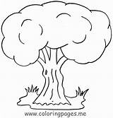 Tree Coloring Pages Trees Kids Printable Flowers Willow Weeping Family Oak Adults Plants Children Getcolorings Arbre Dessin Coloriage Getdrawings Bare sketch template