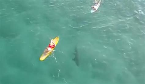 drone footage shows  close  shark swam  unsuspecting surfers