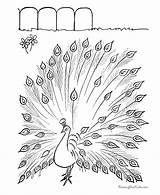 Peacock Coloring Pages Burning Wood Printable Patterns Kids Plans Animal Colouring Farm Projects Color Feather Drawing Woodworking Feathers Animals Sketch sketch template