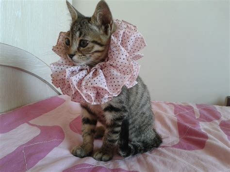 fashionista kitten cats photo  fanpop