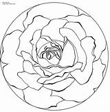 Mandala Rose Coloring Printable Click Size sketch template