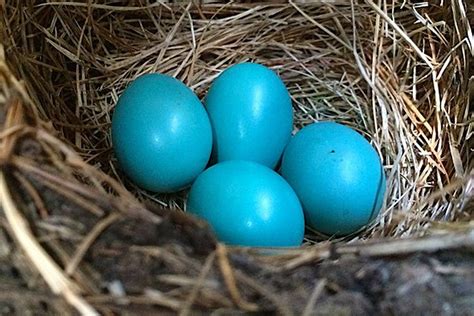 whats  bird egg    brooklyn ny garden