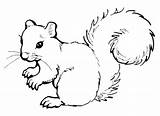 Squirrel Squirrels Cute Colouring sketch template