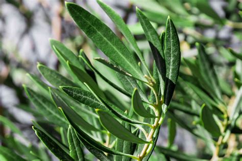 fruitless olive tree plant care growing guide