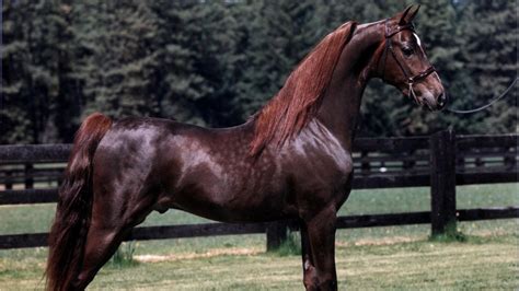 morgan horse pferde wiki fandom