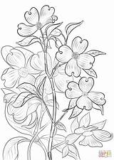 Dogwood Coloring Pages Tree Drawing Flowering Printable Template Drawings Paintingvalley Divyajanani Branch Categories sketch template