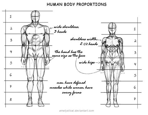 Human Body Proportions Male And Female By Ametystical D609pik Human