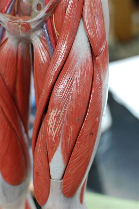human anatomy lab muscles   leg