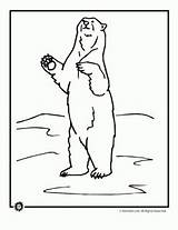 Bear Polar Standing Coloring Pages Colorin Ours Gif Classroomjr Drawing Dessiner Apprendre Dessin Enregistrée Animal Polaire Bears Depuis sketch template