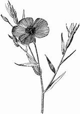 Flax Flower Clipart Flowering Etc Medium Original Usf Edu sketch template