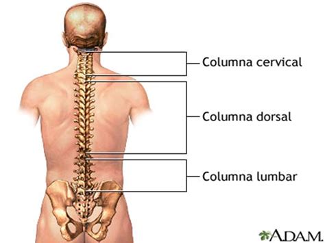 cervicalgia dorsalgia lumbalgia centro de acupuntura en sabadell acupuntura  osteopatiacom