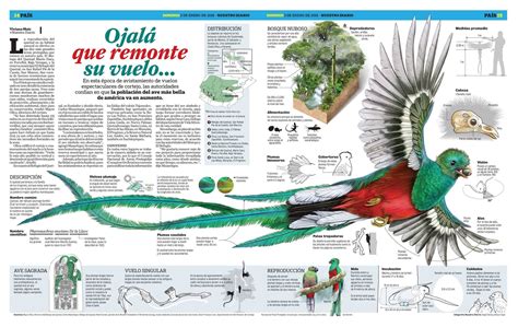 Quetzal Nuestro Diario De Guatemala Realizado Por Viviana Mutz Nelson