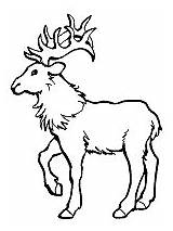 Reindeer Caribou Coloring Pages Wild sketch template