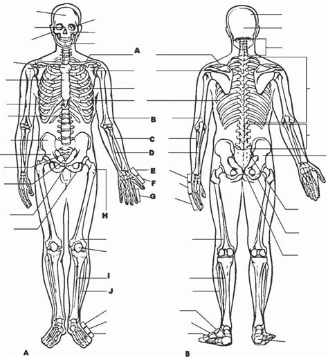 anatomy  physiology coloring pages  anatomy  physiology