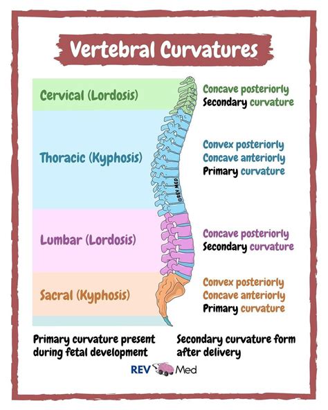 vertebral spine curvature cervical lordosis grepmed