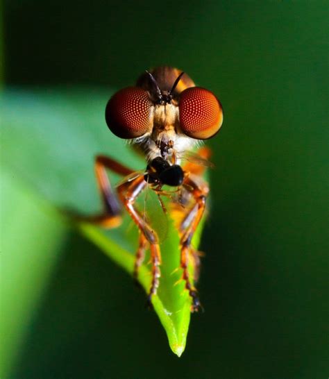 amazing fly eyes  science