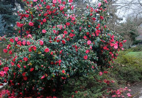 camellia japonica landscape plants oregon state university