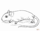 Coloring Gerbil Pages Printable Drawing Categories sketch template
