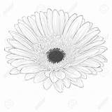 Gerbera Flower Daisy Drawing Isolated Monochrome Beautiful Aster Getdrawings Hand Illustration sketch template