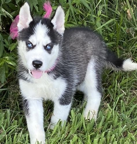 miska siberian husky puppy  puppyspot