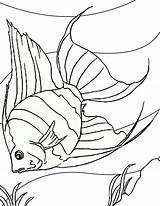Coloring Betta Printable Fish Pages Getcolorings Color sketch template