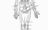 Skeletal Coloring System Printable Anatomy Worksheets Human Pages Medium sketch template
