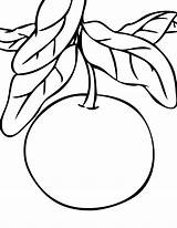 Coloring Grapefruit Pages Cranberry Template Getcolorings Fresh sketch template