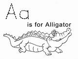 Coloring Alligator Pages Print Letter Simple Preschoolers Printable Sheets Alligators Preschool Animal Sheet Kids Drawing Animals sketch template