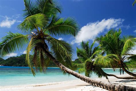 beach nature palm trees wallpapers hd desktop  mobile backgrounds