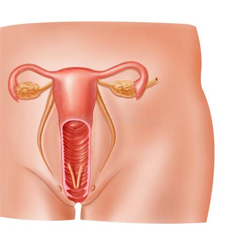 anatomy female reproductive system cross section stock illustration