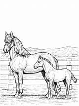 Paarden Kleurplaat Kleurplaten Horses Pferde Paard Kleurplaatjes Stemmen sketch template