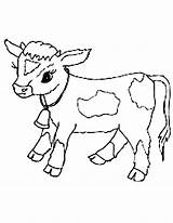 Cow Coloring Calf Pages Realistic Drawing Cows Getcolorings Color Paintingvalley Printable sketch template