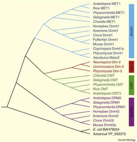 Evolution Of Eukaryotic Dna Methylation And The Pursuit Of