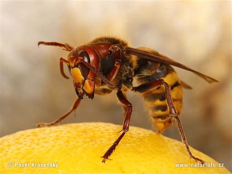 hornet  hornet images nature wildlife pictures