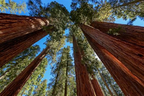 sequoia national park bezienswaardigheden amerika