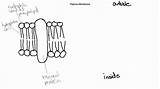 Drawing Label Biology Membrane Plasma Draw Ib Drawings sketch template