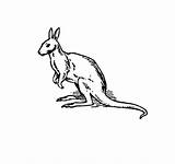 Kangaroo Coloring Pages Kids Printable Animalplace sketch template