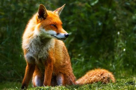 six year old girl slept as fox licked her face the times
