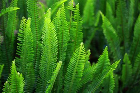 vascular plants ferns  relatives biology  tutorial