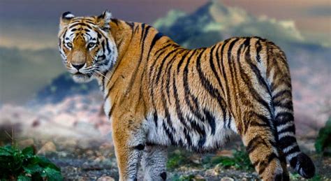 largest tiger   world