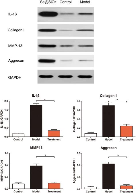 Western Blot Analysis Of Il 1β Collagen Type Ii Mmp 13 Aggrecan And