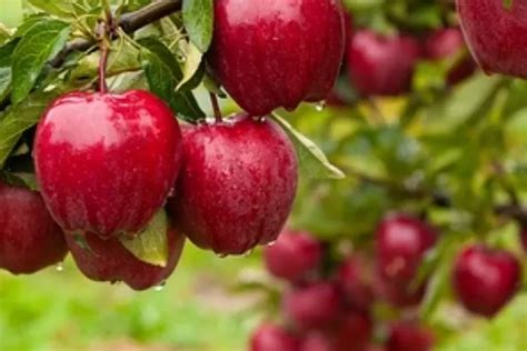 masya allah   menanam buah apel  biji hasilnya pohon apel