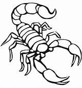 Scorpion Coloring Pages Printable Animals Scorpions Drawing Preschool Color Print Kids sketch template