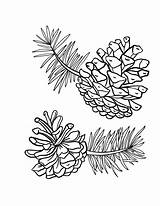 Pine Coloring Cones Pages Cone Printable Drawing Pinecone Colouring Fall Template Coloringcafe Line Ausmalen Cache Patterns Adult Crafts Ae Ak0 sketch template