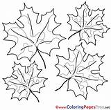 Maple Sheet Leaves Coloring Colouring Pages Sheets Title sketch template