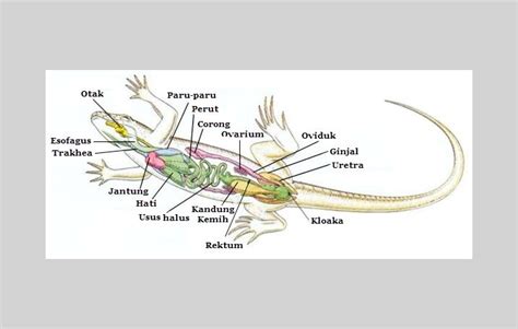 reptil pengertian ciri struktur tubuh klasifikasi asep respati