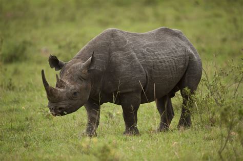 rhinoceros facts   biology dictionary