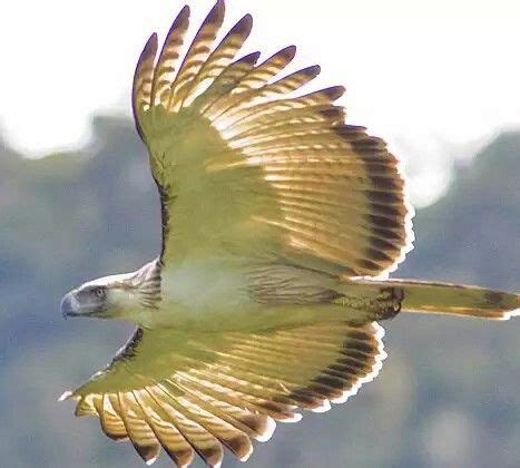 philippine eagleaka  monkey eating eagleone   worlds rarest birds  prey