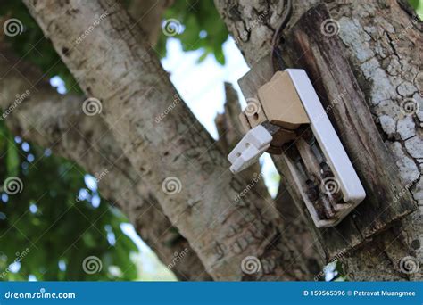 electric switch   tree stock photo image  industry electric