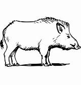 Wild Boar Drawing Hog Pig Feral Vector Drawings Coloring Drawn Vectorstock Choose Board Paintingvalley Hunting sketch template